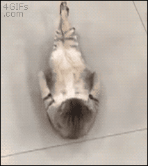 tumblr_o276h4xmm31tybnd7o1_250