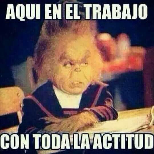 a7085b38a75535e6ef00ca49c068568a--random-humor-chihuahua