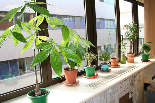 plantas-oficina05